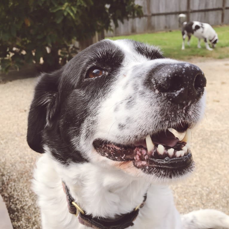 Sheba, a Labrador Retriever and Great Pyrenees mix tested with EmbarkVet.com