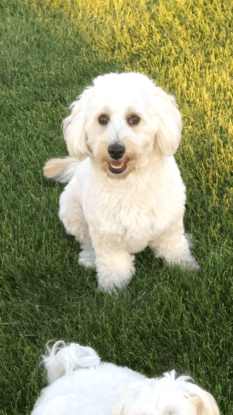 Teddy, a Poodle (Small) and Maltese mix tested with EmbarkVet.com