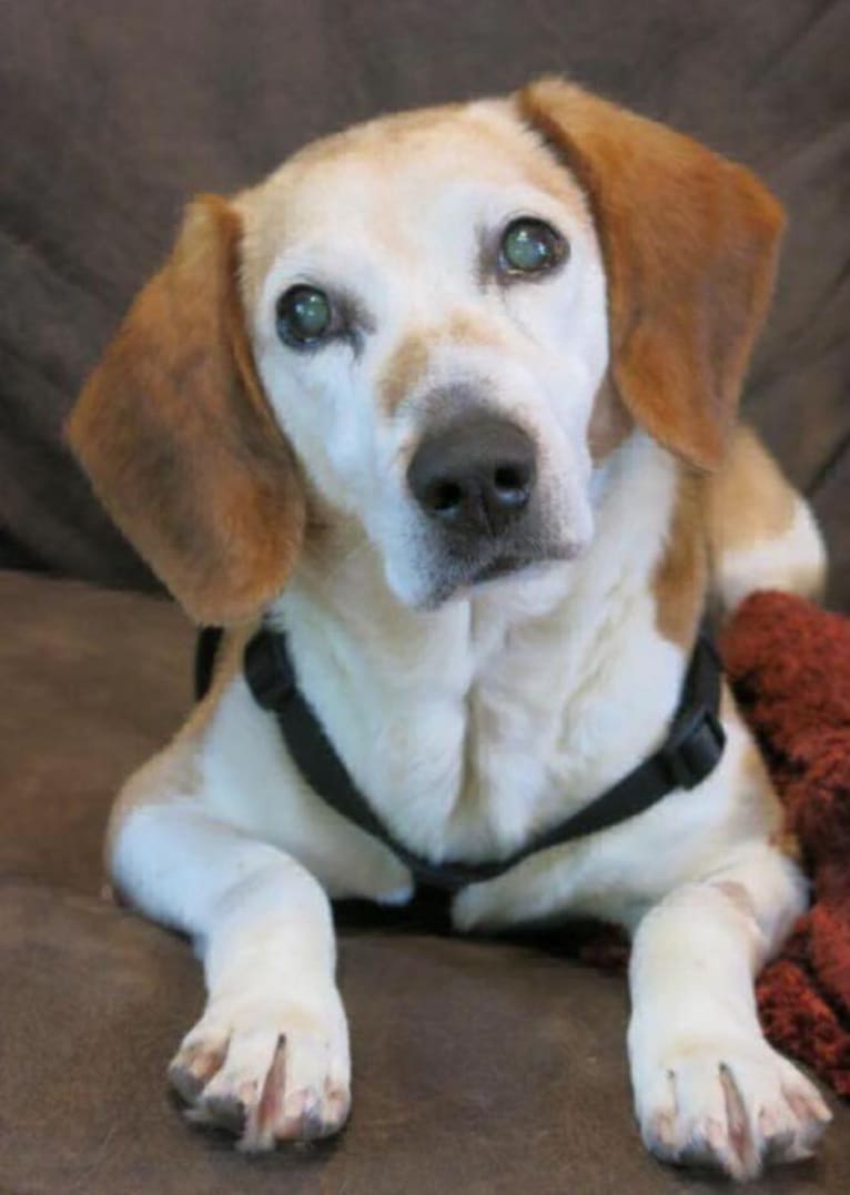 Brian, a Beagle tested with EmbarkVet.com