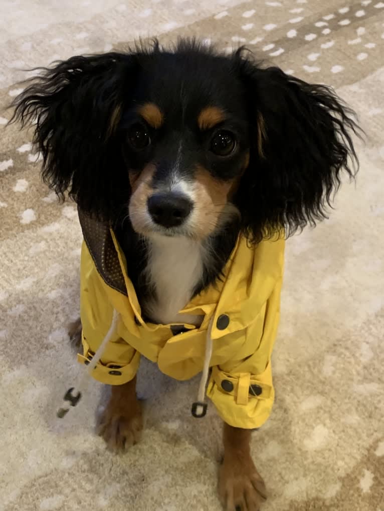 Prince, a Cavalier King Charles Spaniel and Poodle (Small) mix tested with EmbarkVet.com