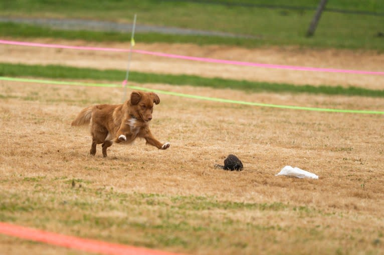 Gregory, a Nova Scotia Duck Tolling Retriever tested with EmbarkVet.com