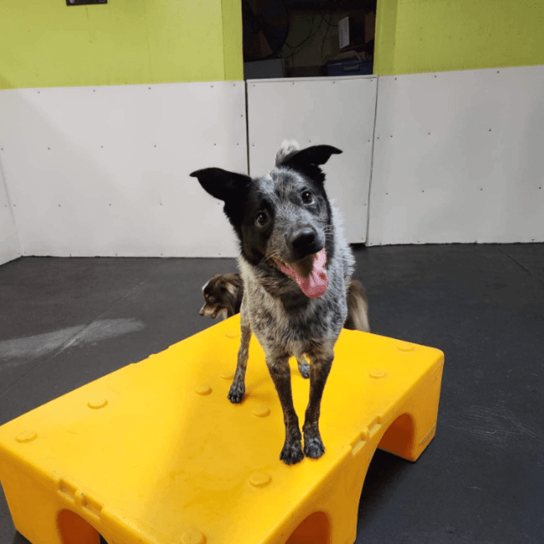 Apollo, a Border Collie and Australian Cattle Dog mix tested with EmbarkVet.com