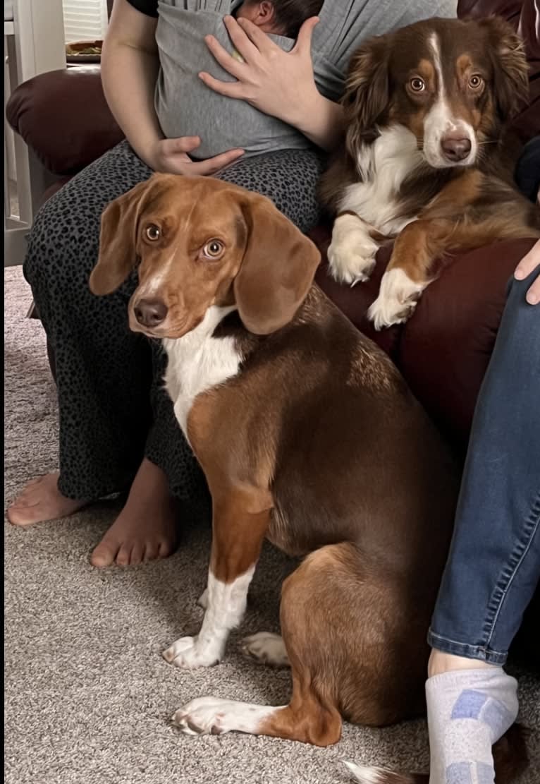 Ranger, a Beagle tested with EmbarkVet.com