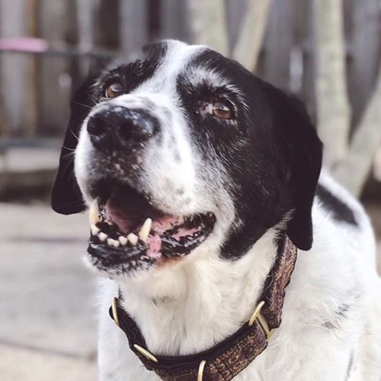 Sheba, a Labrador Retriever and Great Pyrenees mix tested with EmbarkVet.com