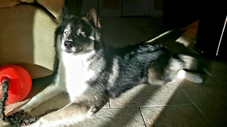 KYLO, a Siberian Husky tested with EmbarkVet.com