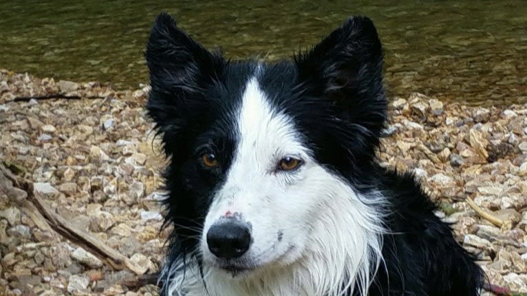 Ripper, a Border Collie tested with EmbarkVet.com