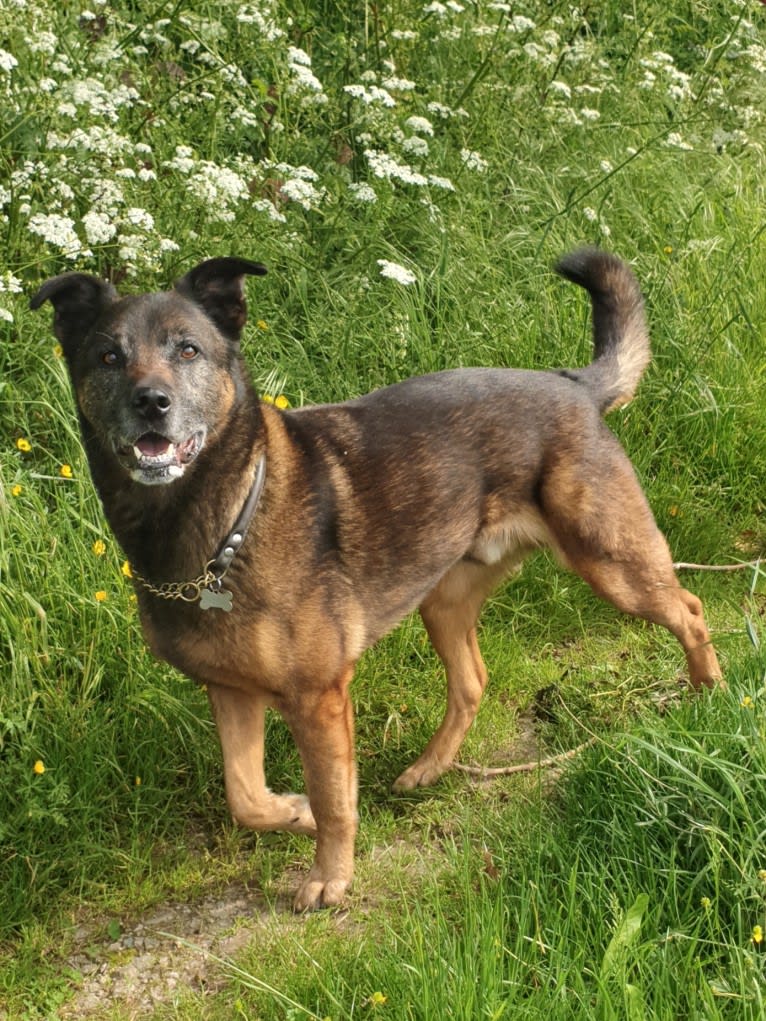 Alfie, a Belgian Malinois and Rottweiler mix tested with EmbarkVet.com