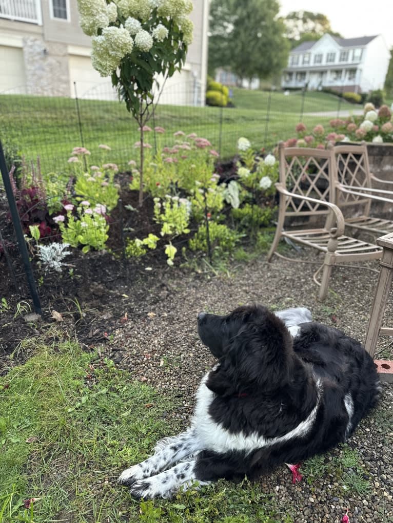 Iris, a Newfoundland tested with EmbarkVet.com