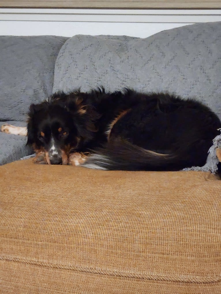 Lancer, an Australian Shepherd and Australian Cattle Dog mix tested with EmbarkVet.com