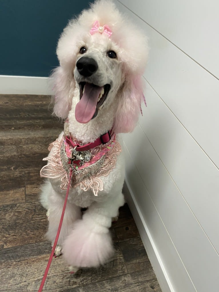 Fancy Chanel Mademoiselle, a Poodle (Standard) tested with EmbarkVet.com