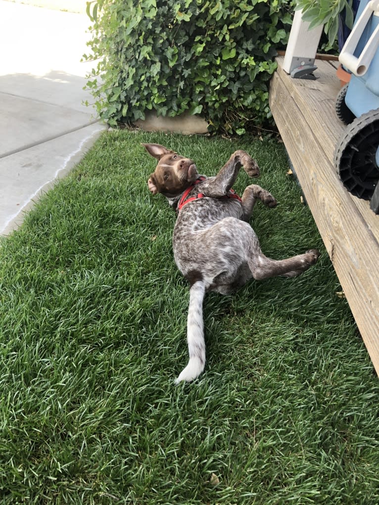 Ginger, an American Pit Bull Terrier and Australian Cattle Dog mix tested with EmbarkVet.com