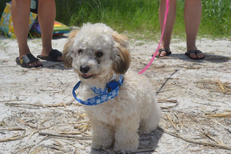 Opee, a Poodle (Small) and Chihuahua mix tested with EmbarkVet.com