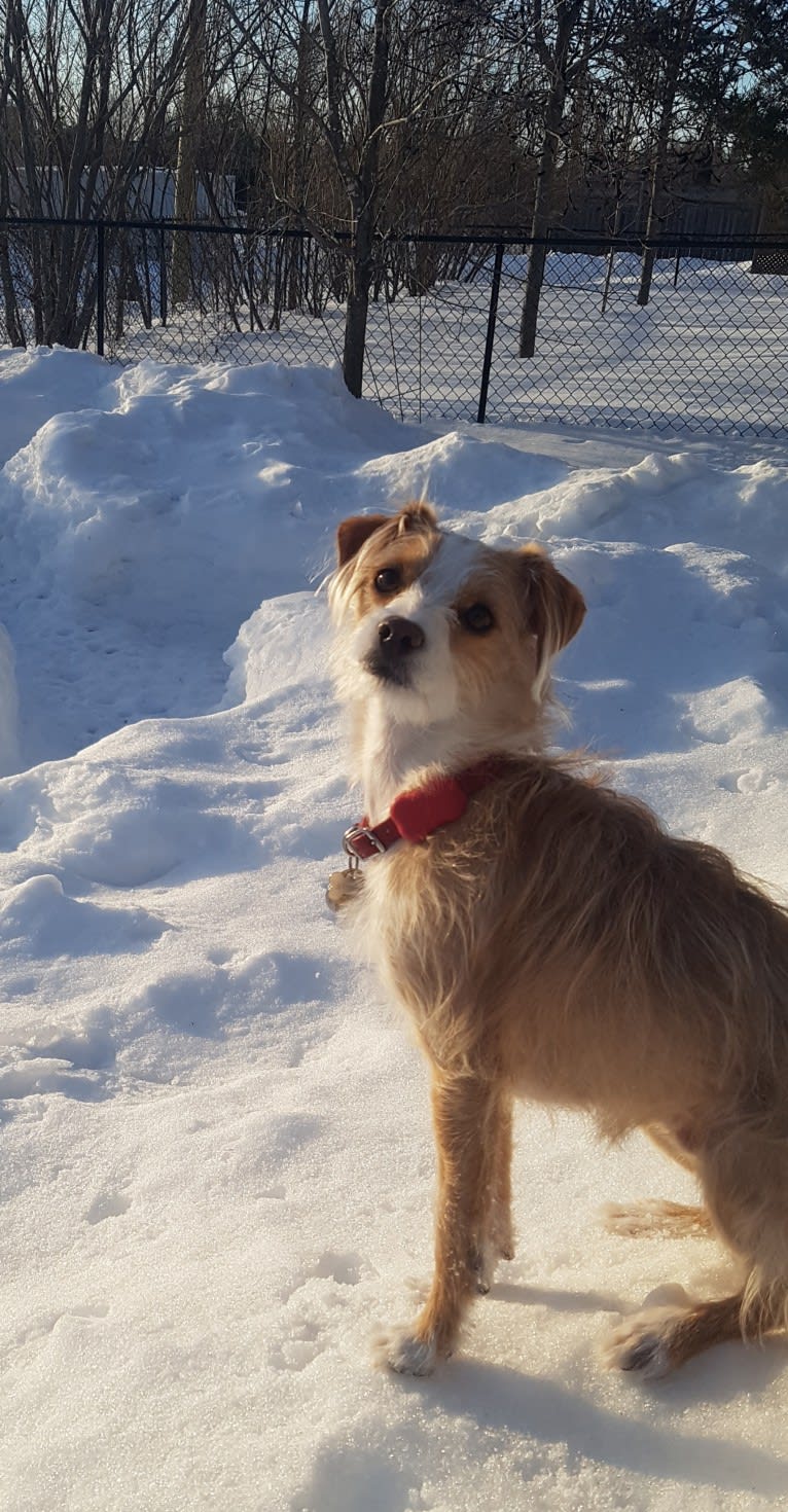 Sully, a Poodle (Small) and Pekingese mix tested with EmbarkVet.com