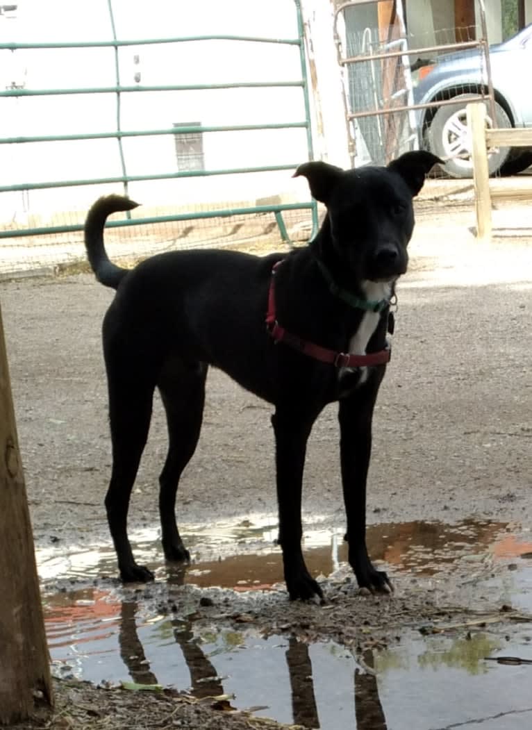 Egon The Grifter, an American Pit Bull Terrier and American Bully mix tested with EmbarkVet.com