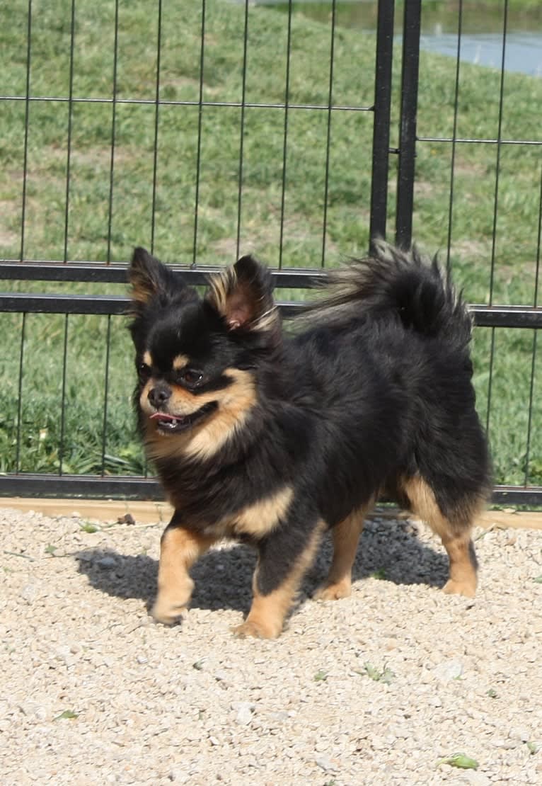 Kevin, a Chihuahua tested with EmbarkVet.com