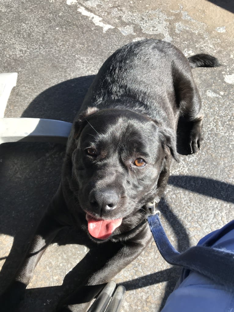 Benjen, a Bulldog and Neapolitan Mastiff mix tested with EmbarkVet.com