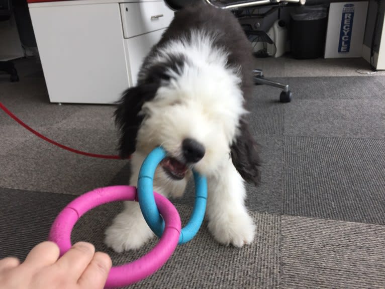 Winston, an Old English Sheepdog tested with EmbarkVet.com