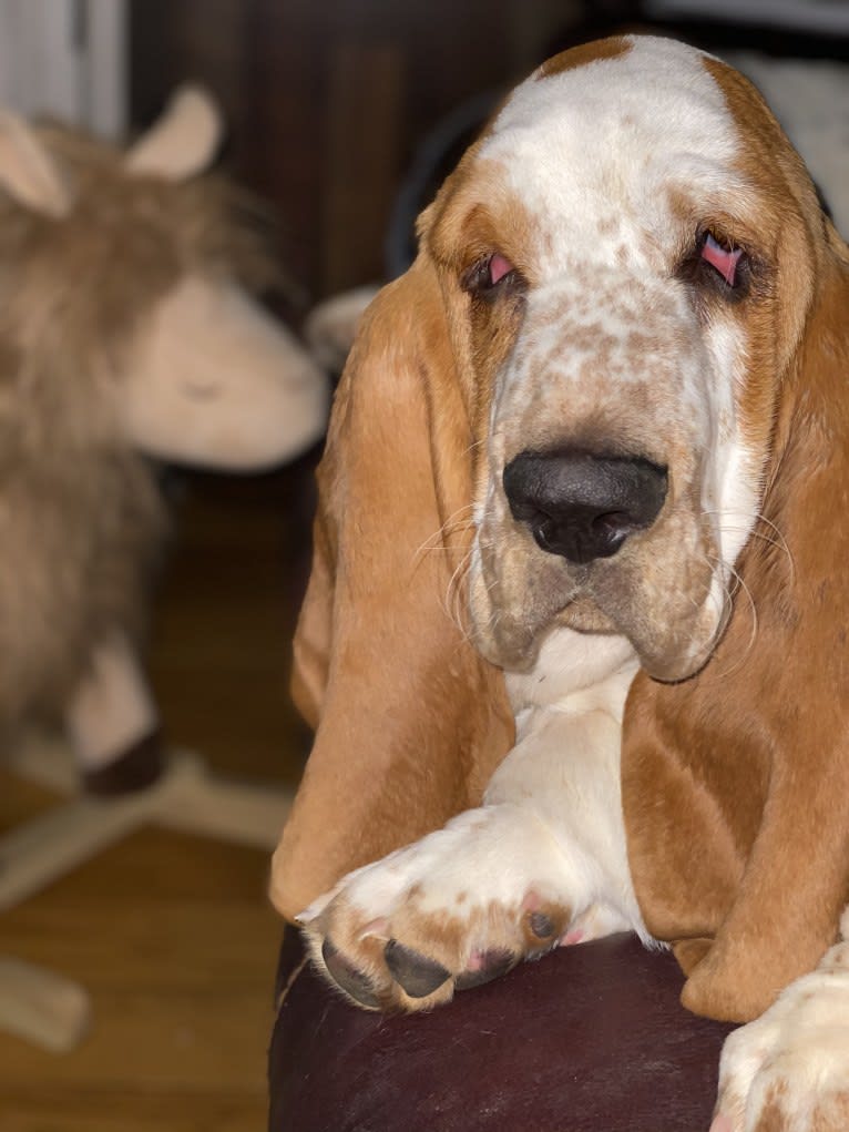 Rudy, a Basset Hound tested with EmbarkVet.com