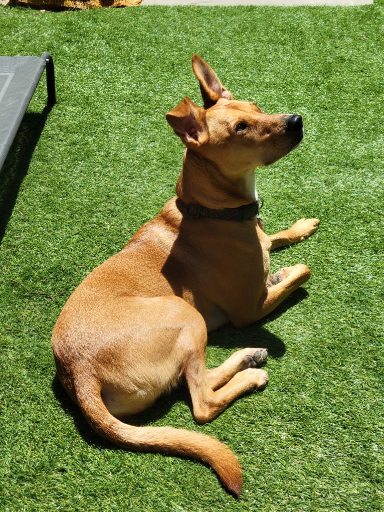 Henry, a German Shepherd Dog and American Pit Bull Terrier mix tested with EmbarkVet.com