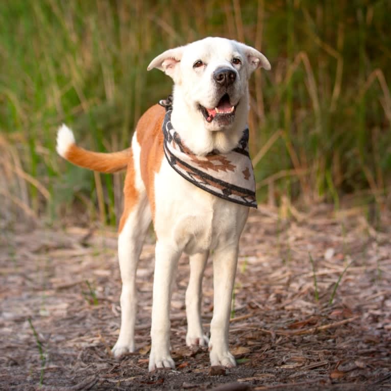 Boone, an Australian Shepherd and German Shepherd Dog mix tested with EmbarkVet.com