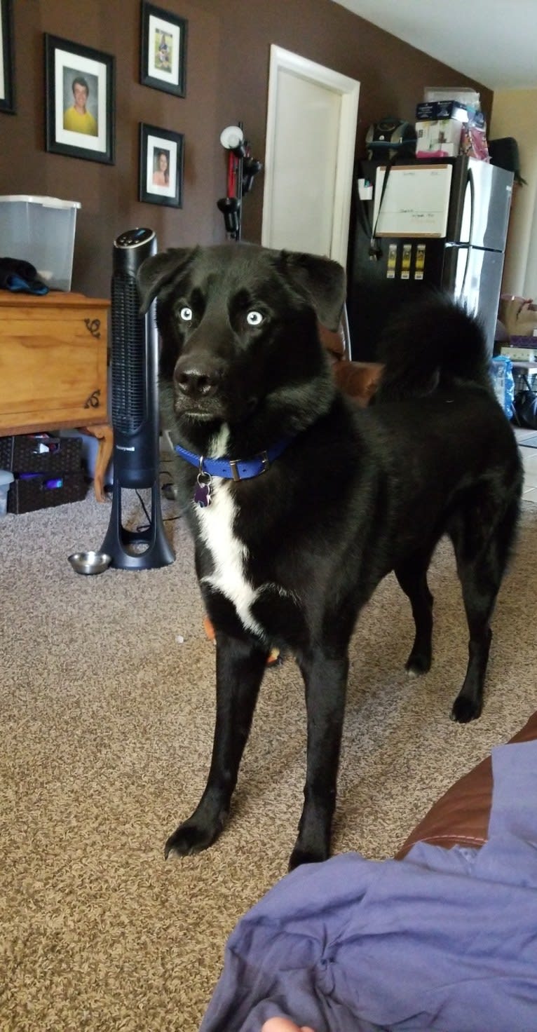 Hercules, a Siberian Husky and Labrador Retriever mix tested with EmbarkVet.com