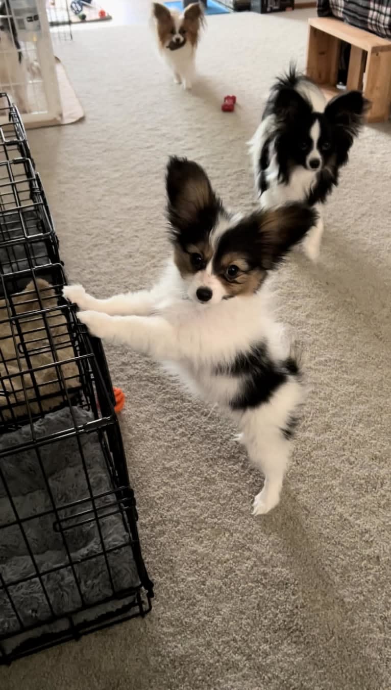 Cowboy, a Papillon tested with EmbarkVet.com