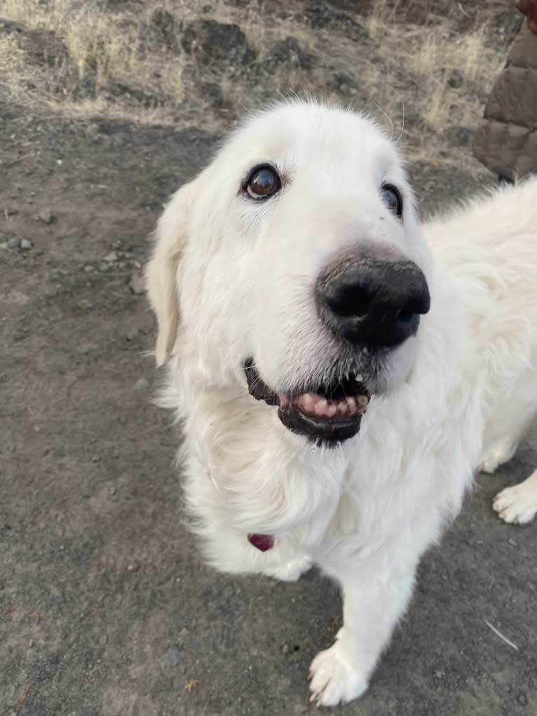 Remmy, a Maremma Sheepdog tested with EmbarkVet.com