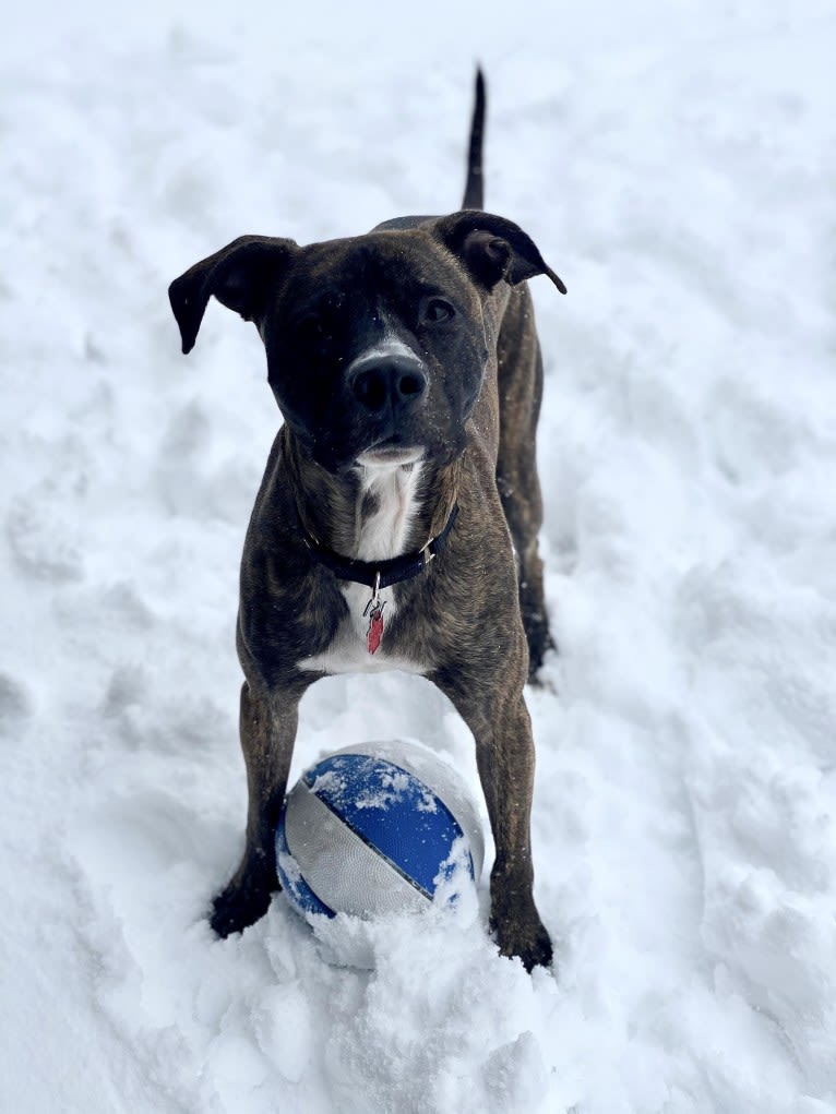 Dax, an American Pit Bull Terrier and Boxer mix tested with EmbarkVet.com