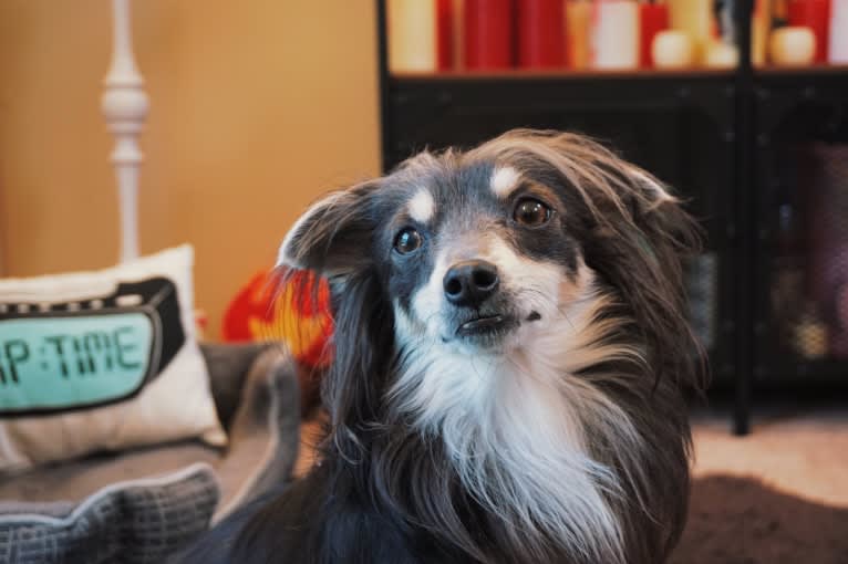 Teddy, a Chihuahua and Pomeranian mix tested with EmbarkVet.com