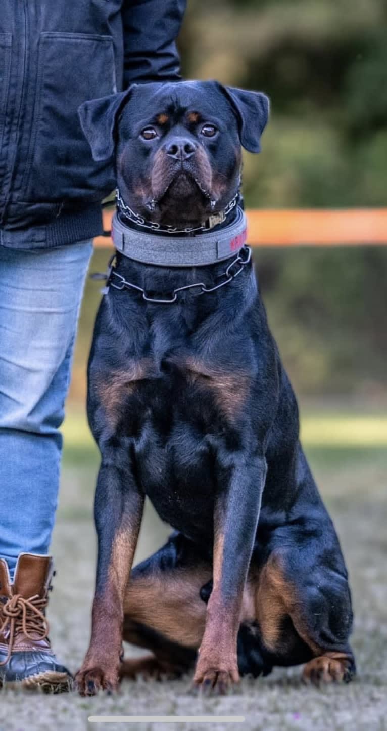 Kratos Raiju, a Rottweiler tested with EmbarkVet.com