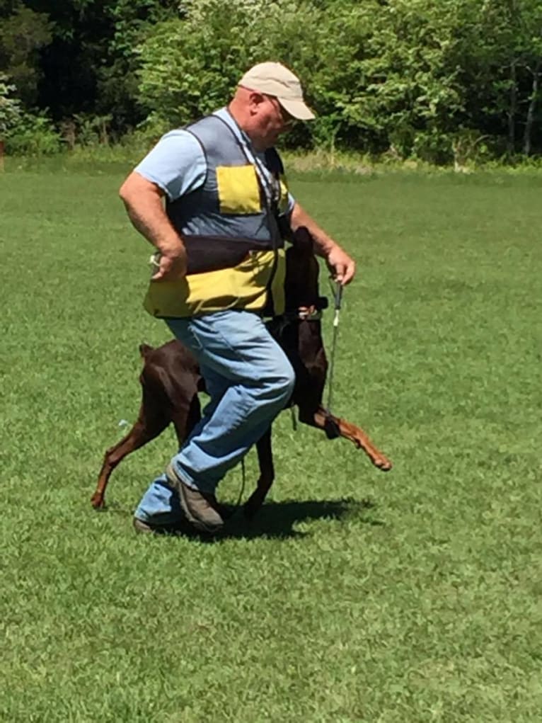 Enzo, a Doberman Pinscher tested with EmbarkVet.com