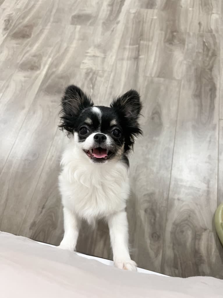 Mona, a Chihuahua tested with EmbarkVet.com