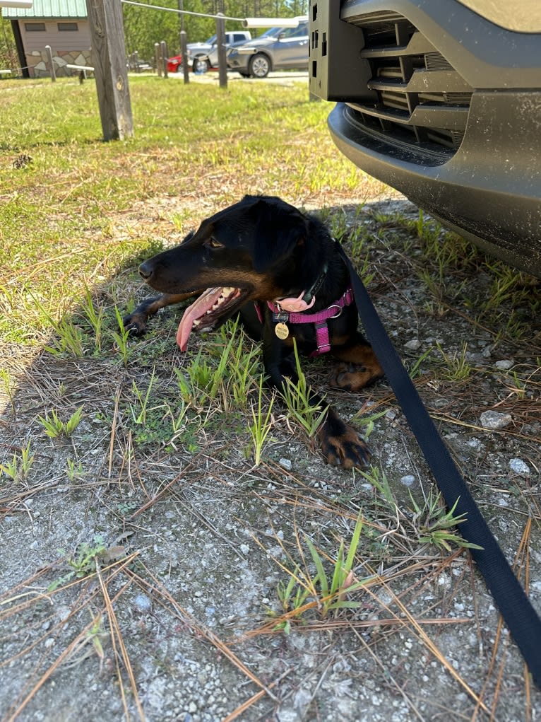 Piper, a Jagdterrier tested with EmbarkVet.com