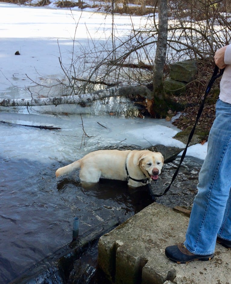 Tonka, a Labrador Retriever tested with EmbarkVet.com