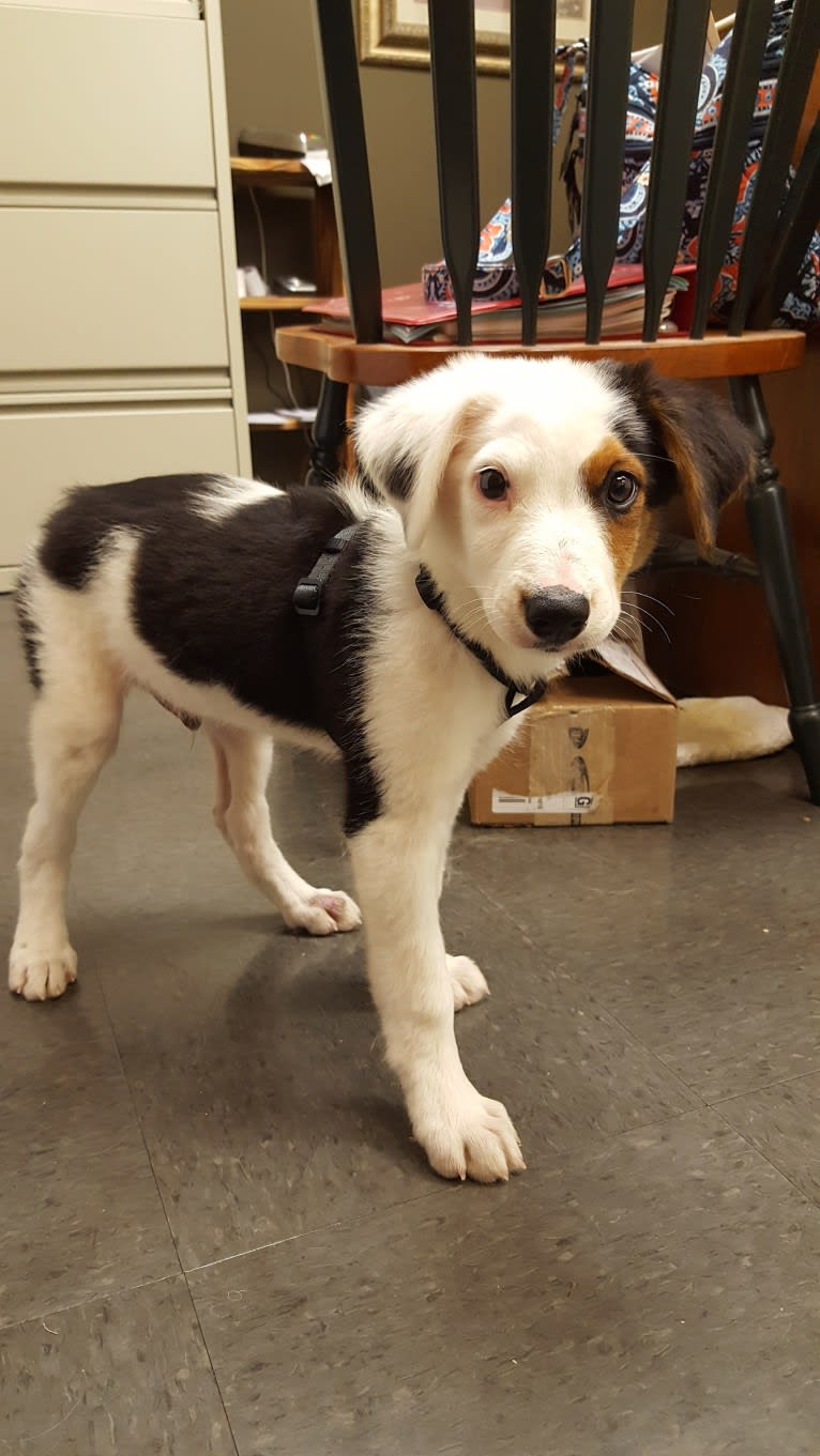 Monty, a Border Collie and Australian Cattle Dog mix tested with EmbarkVet.com