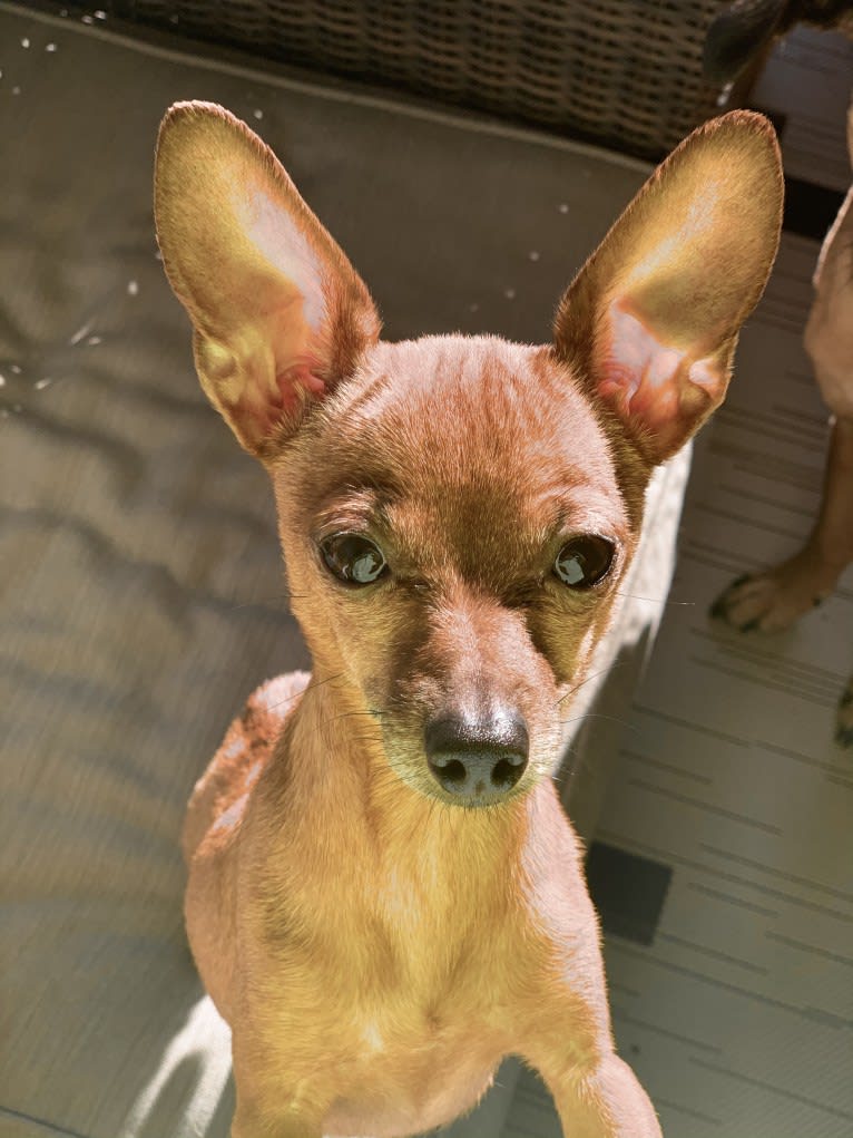Pip, a Chihuahua and Dachshund mix tested with EmbarkVet.com