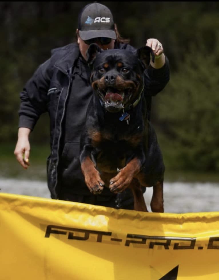 Kratos Raiju, a Rottweiler tested with EmbarkVet.com