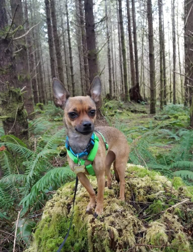 Moose, a Chihuahua and Miniature Pinscher mix tested with EmbarkVet.com