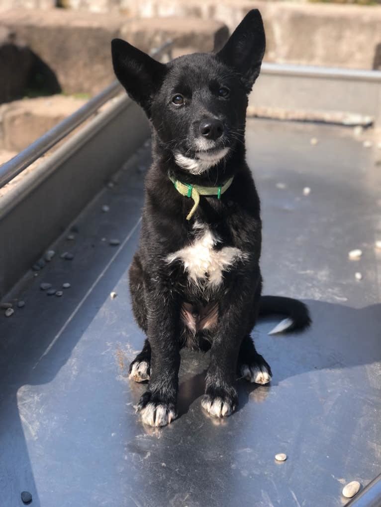 Chesley, a Canaan Dog tested with EmbarkVet.com