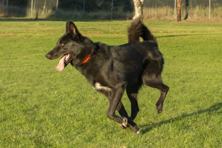 Warden, a Karelian Bear Dog and Irish Wolfhound mix tested with EmbarkVet.com