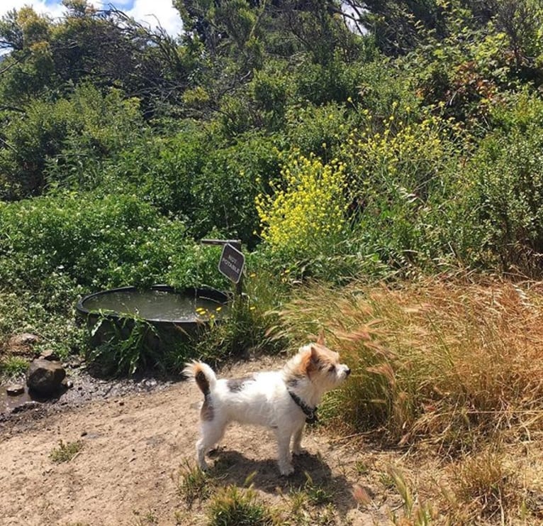 Wilson, a Chihuahua and Pomeranian mix tested with EmbarkVet.com