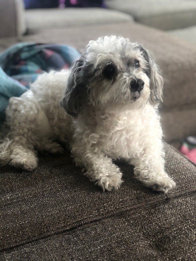 Pepper, a Maltese and Bichon Frise mix tested with EmbarkVet.com