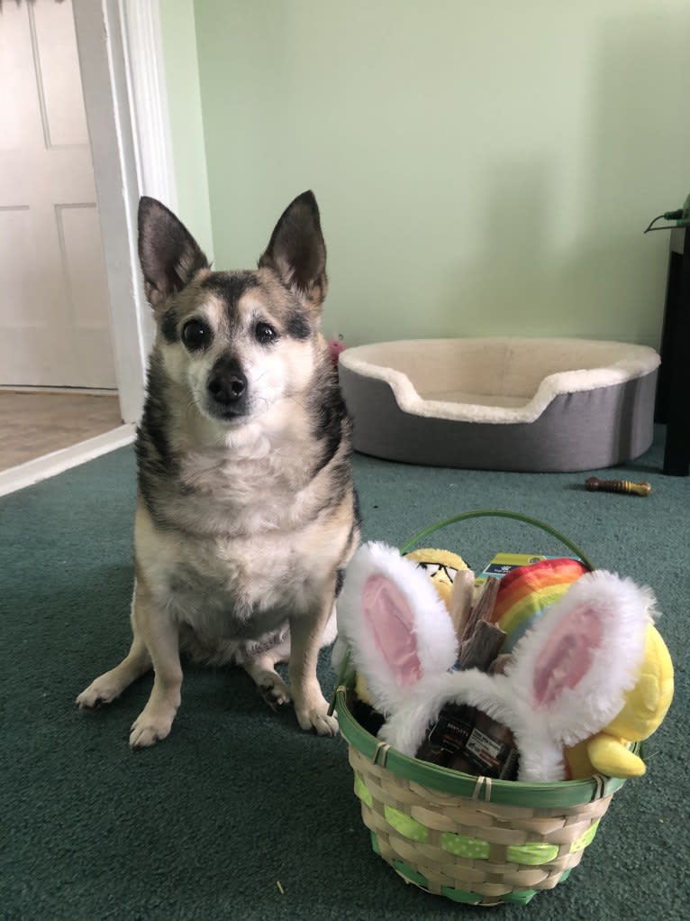 Midge, a Chihuahua and Australian Shepherd mix tested with EmbarkVet.com