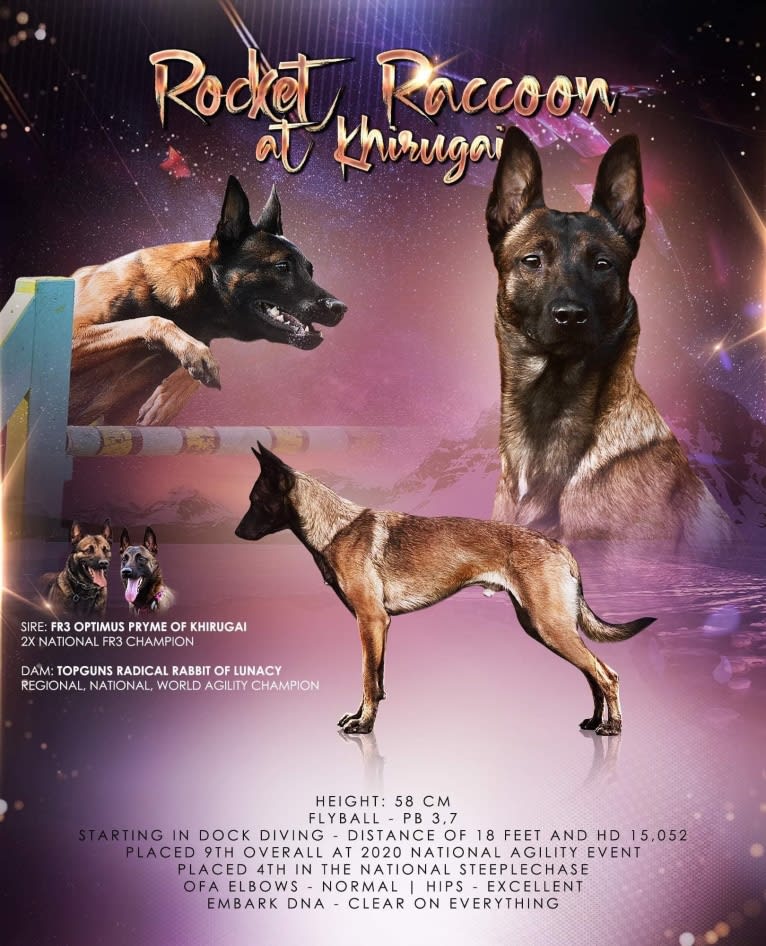 Rocket Raccoon, a Belgian Shepherd tested with EmbarkVet.com