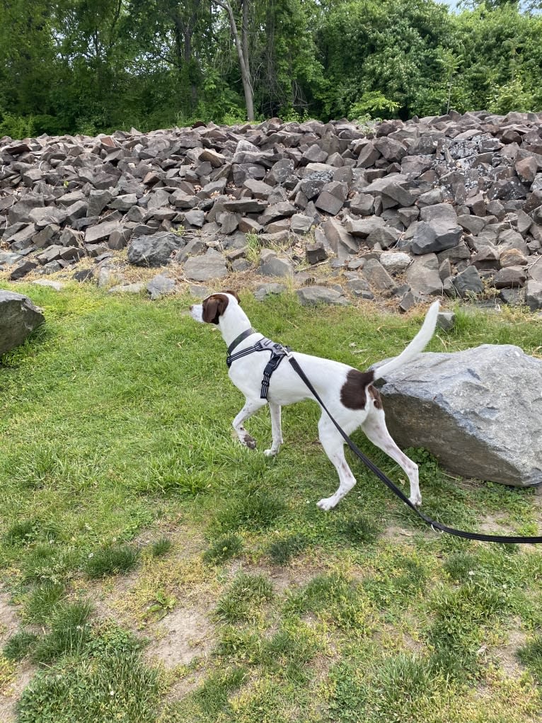 Indy, a Pointer and Australian Shepherd mix tested with EmbarkVet.com