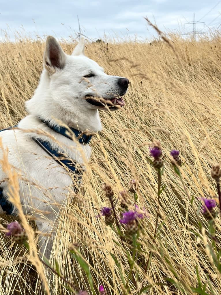 Mallow, a Canaan Dog tested with EmbarkVet.com