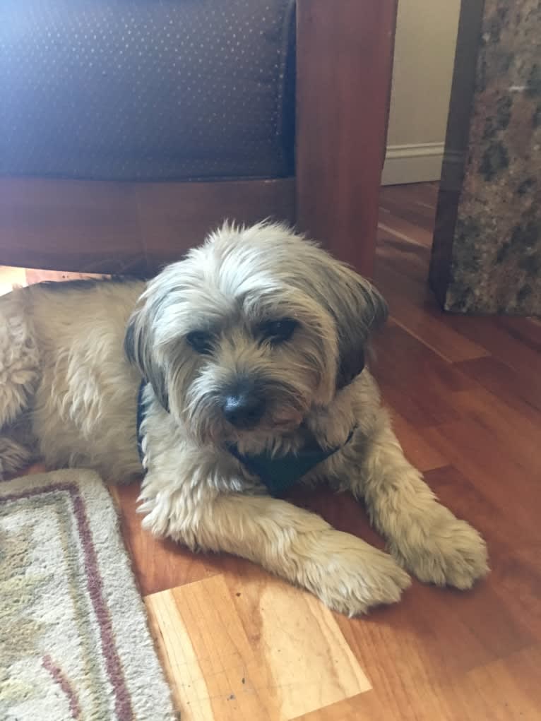Scuffy, a Shih Tzu and Pomeranian mix tested with EmbarkVet.com