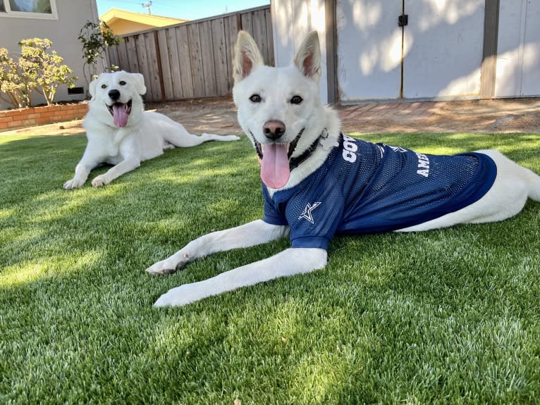 Zeke, a Japanese or Korean Village Dog tested with EmbarkVet.com