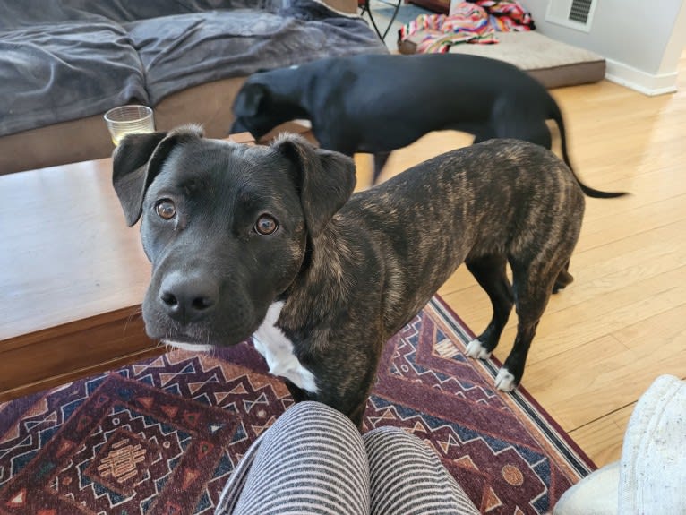 Embark Dog DNA Test Bertha gallery