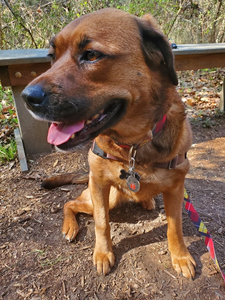 Dahlia (Dolly), an American Pit Bull Terrier and Australian Shepherd mix tested with EmbarkVet.com